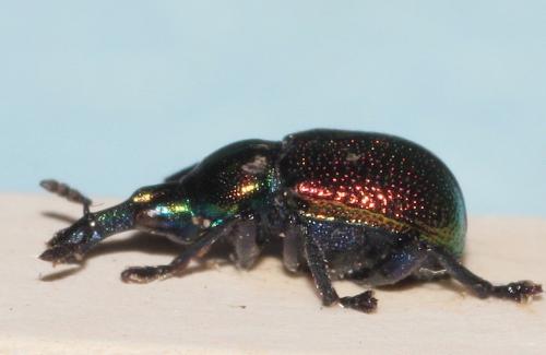 Byctiscus populi